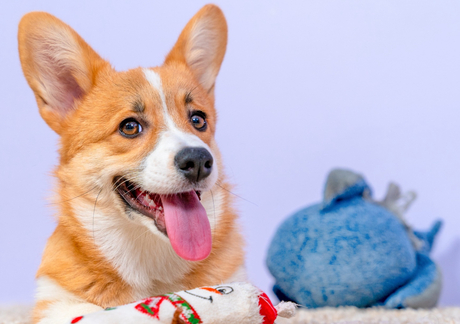 The Best Pet Supply Store in the Monterey Peninsula Area